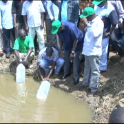 Releasing fish fingerlings into a new pond in Kenya